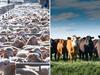 Why copying the beef industry could pay off for lamb