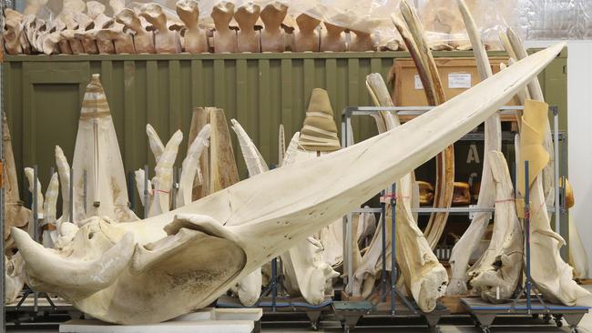 Part of the SA Museum’s collections - a whale skull at a Bolivar storage facility.