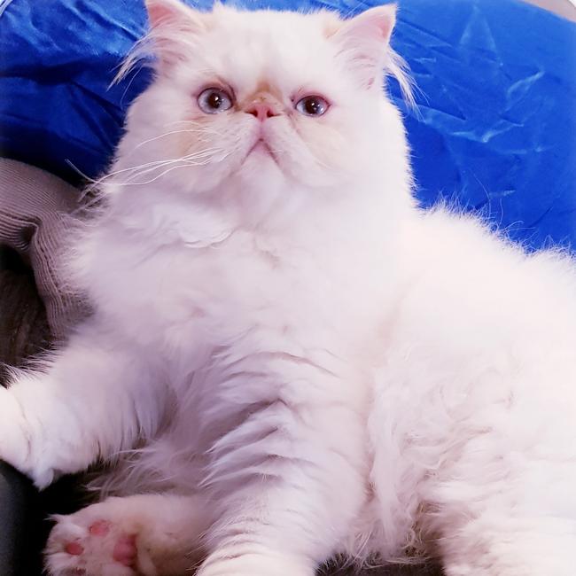 Chanel Snowflake doing what she does best, being a couch potato. Picture: Grace Nixon