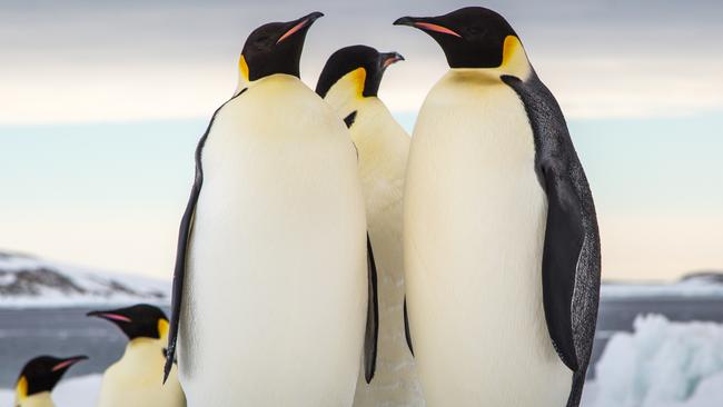 Emperor penguins near Vanderford Glacier in Antarctica. Picture: Justin Chambers