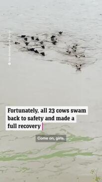 Cows Swim to Safety After New Zealand Flood