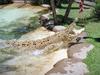 14/12/2002. Steve Irwin with white crocodile called Casper at Australia Zoo.