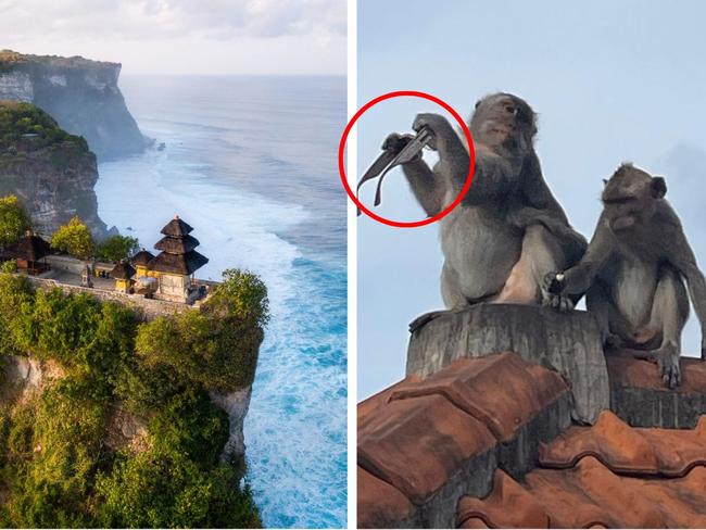 Major call for infamous Bali monkeys