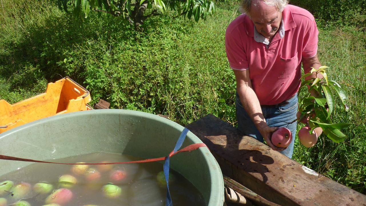 Michael Coleman draining naturally caustic sap from a freshly picked mango before placing it in a bin of neutralising solution to protect the skin. Picture: Jamie Brown / The Northern Star.