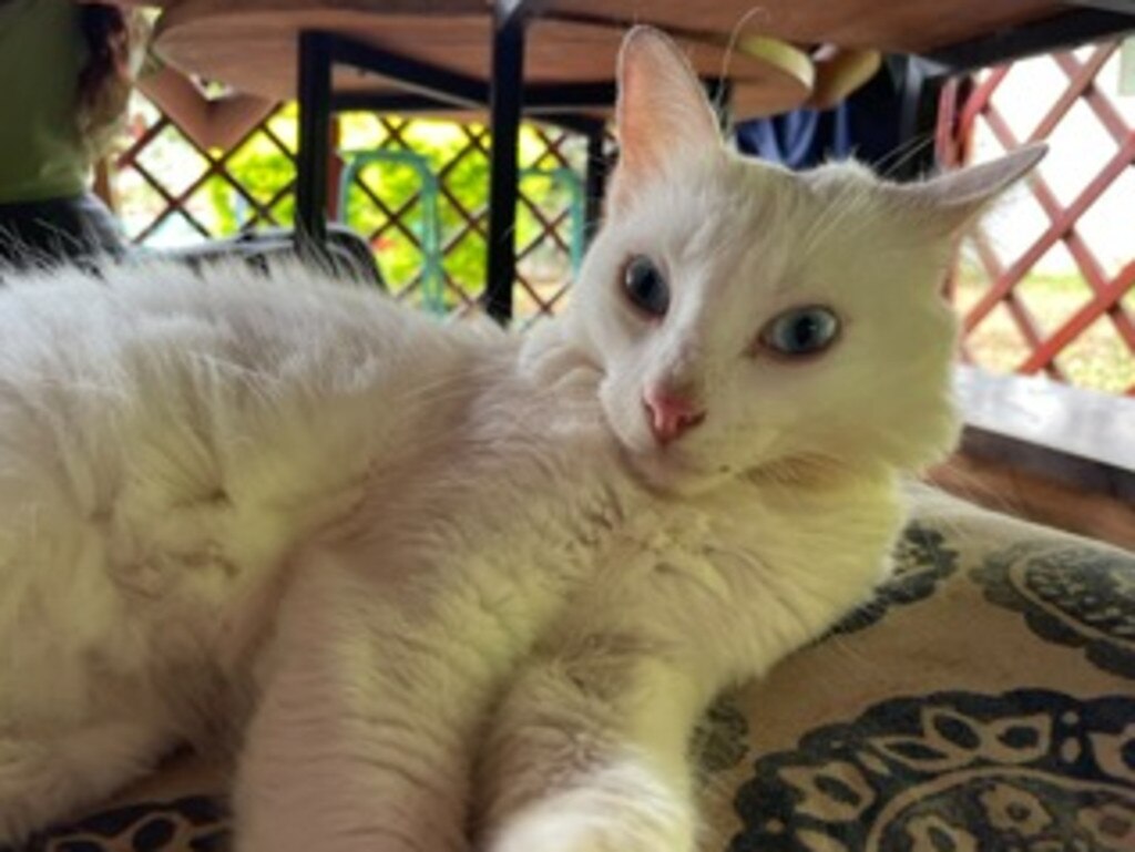The cat bit her finger, forcing Sarah to seek immediate medical attention as it was unknown whether it had previously received a rabies vaccine. Picture: 1Cover