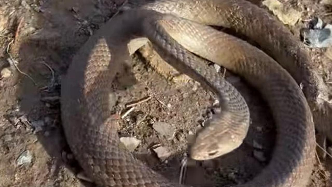 Thought snakes were gone for winter? Think again