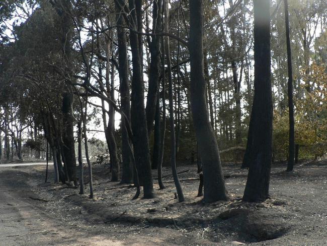 The gardens and bushland probably saved the house.