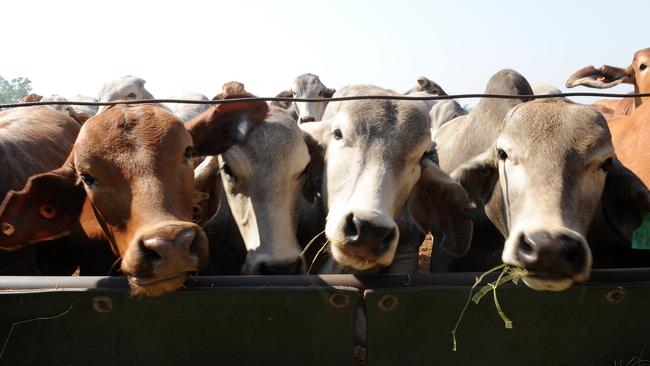 Compassion in World Farming wants to halve livestock production by 2040. AAP IMAGE/DAVE HUNT