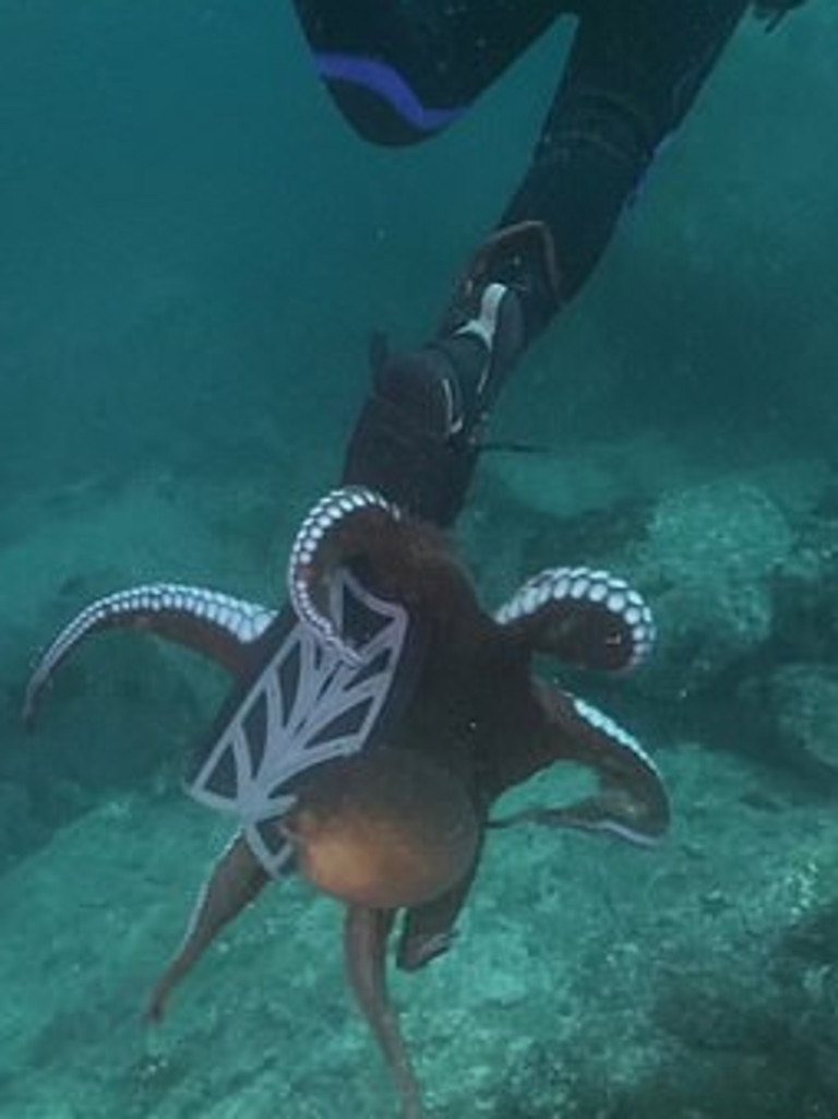 In a last attempt, the curious octopus grabs the diver's flipper. Picture: Newsflare