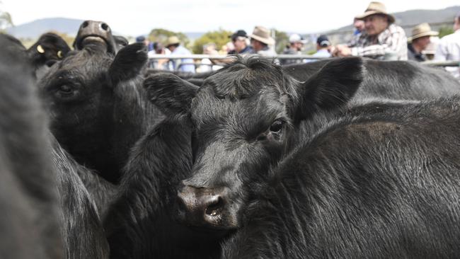 The Eastern Young Cattle Indicator hit 754.75c/kg today.