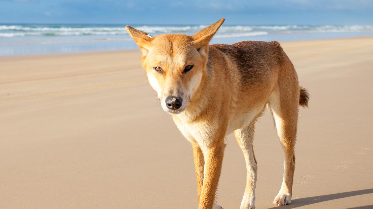 Fisherman bitten by dingo in knee deep water on K’gari
