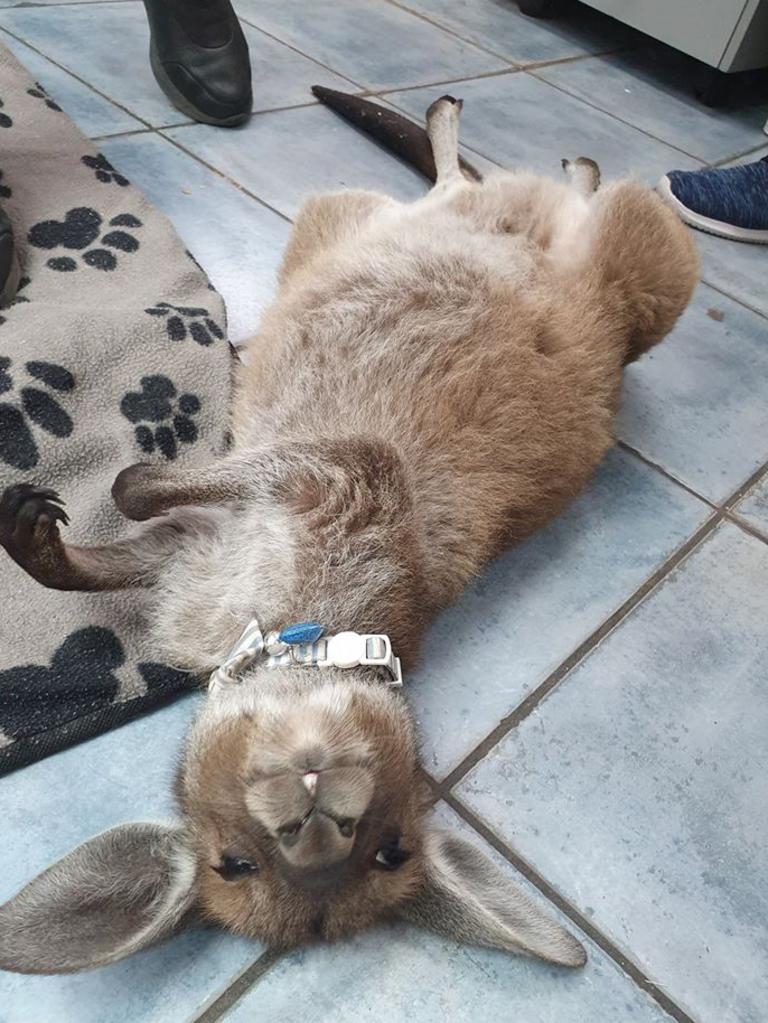 This is Vinnie, our orphaned Eastern Grey Kangaroo. We found him in a vineyard at McLaren Vale. He’s become part of our family. Picture: Jess LaPia