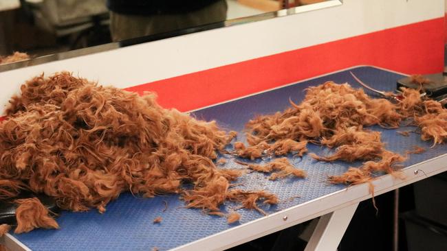 The matted hair leftover at Wags 'n' Tails in Launceston. Picture: Stephanie Dalton