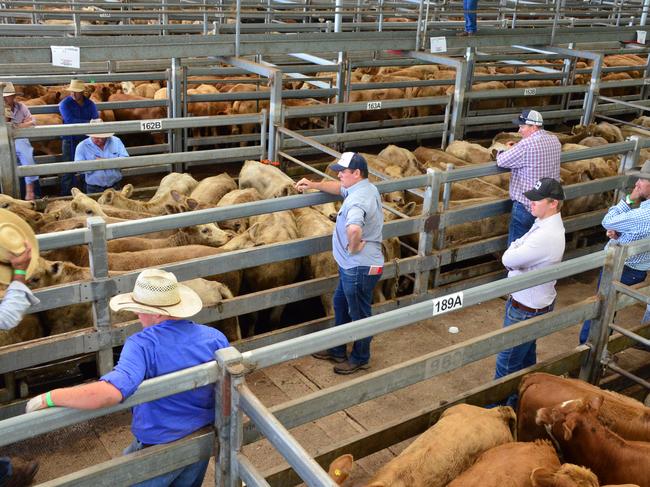 NRLX buyers observe social distancing protocols at the NRLX weaner sales this week.