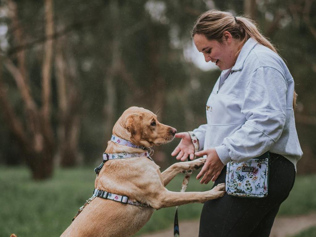 Holly the lab is another dog who enjoys her insect protein. Picture: Instagram/ — hollythelab