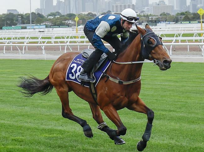 NCA. MELBOURNE, AUSTRALIA. October 29, 2024. RACING. Breakfast with the Stars at Flemington.   The Chris Waller trained Buckaroo ridden by Steven Arnold during this morning gallops on the course proper at Flemington .  Pictures : Michael Klein