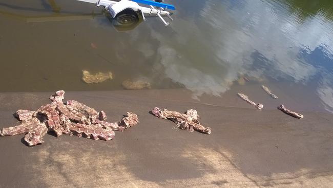 Cairns fishos fear crocs after Edmonton boat ramp dumping | The Cairns Post