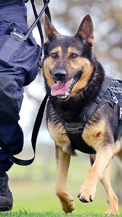 Hero police dog takes down man who shot at officers