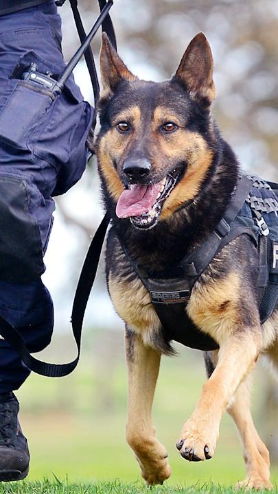 Hero police dog takes down man who shot at officers 