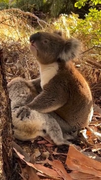 Heartbroken koala mourns friend