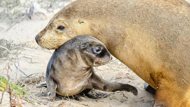 A newborn Australian sea lion pup at Seal Bay. Picture: Paul Frahm