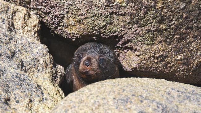 “Please let me swim with you” said the baby seal. Picture: Flickr empty007