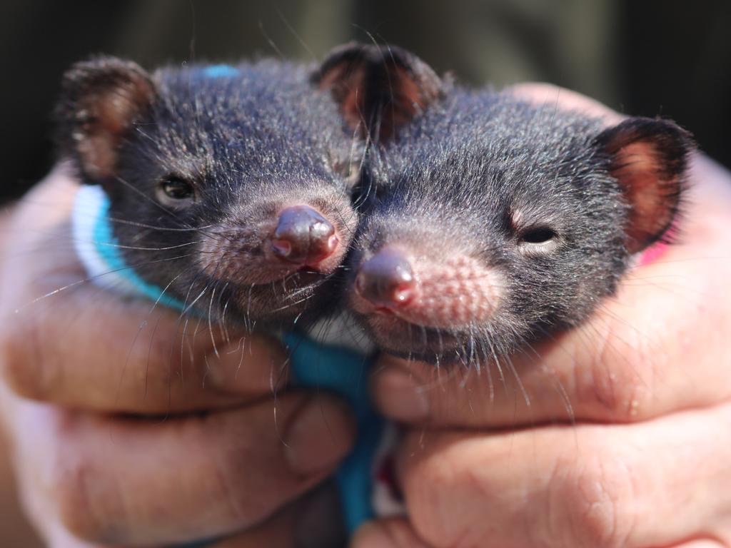 Australian Reptile Park defies all odds to turn 60 | Daily Telegraph