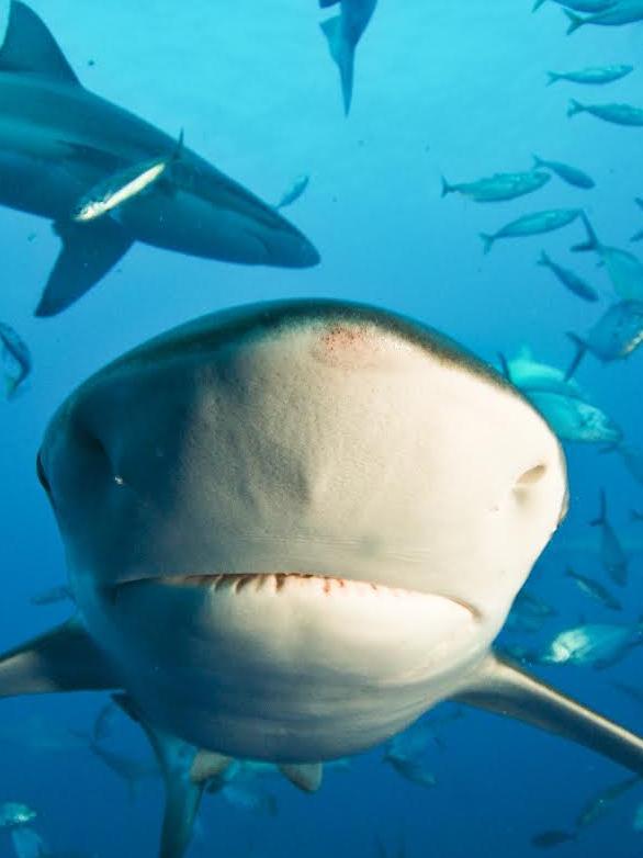 The Sydney woman was attacked by a bronze whaler shark. Picture: Andrew Fox