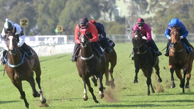 Overpass, Mazu, Fan Girl and In Secret run in the barrier trial. Photo by Jeremy Piper
