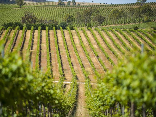 Knappstein vineyard, Clare Valley - supplied by Langley & Co.