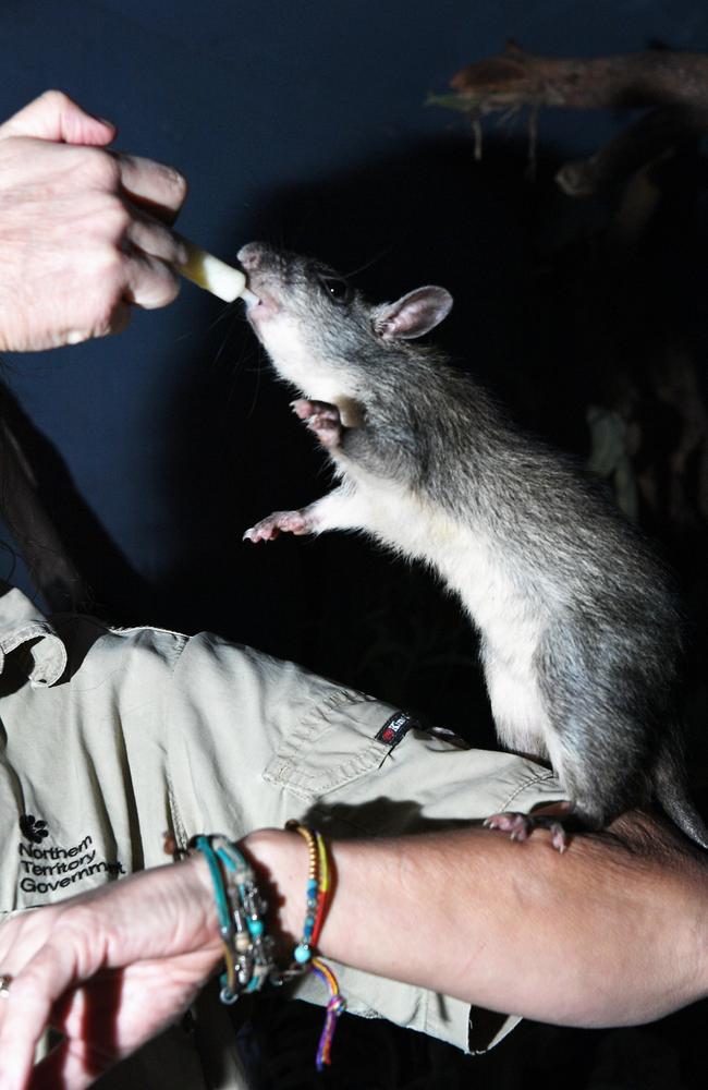 A black-footed tree rat. Picture Katrina Bridgeford.