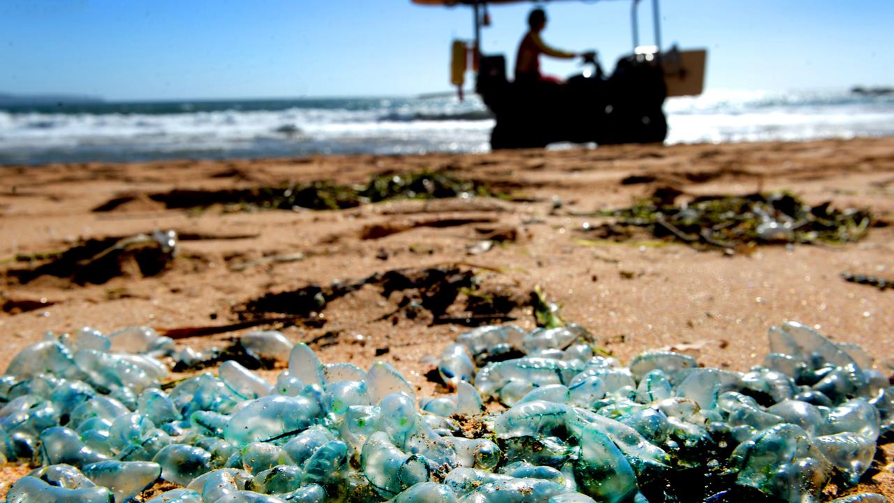 Bluebottles washed up along Palm Beach on Friday. Picture: NCA NewsWire / Jeremy Piper