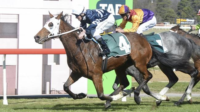 Xceptional Fella can make it two wins from three starts when he heads to Cootamundra. Picture: Bradley Photos