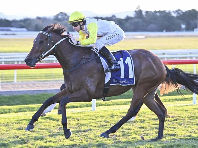 The lightly-raced World Alliance can add another win to his impressive record at Kembla on Thursday. Picture: Bradley Photos