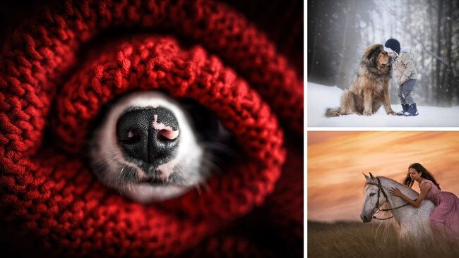 Pet photog awards art. 1280x720