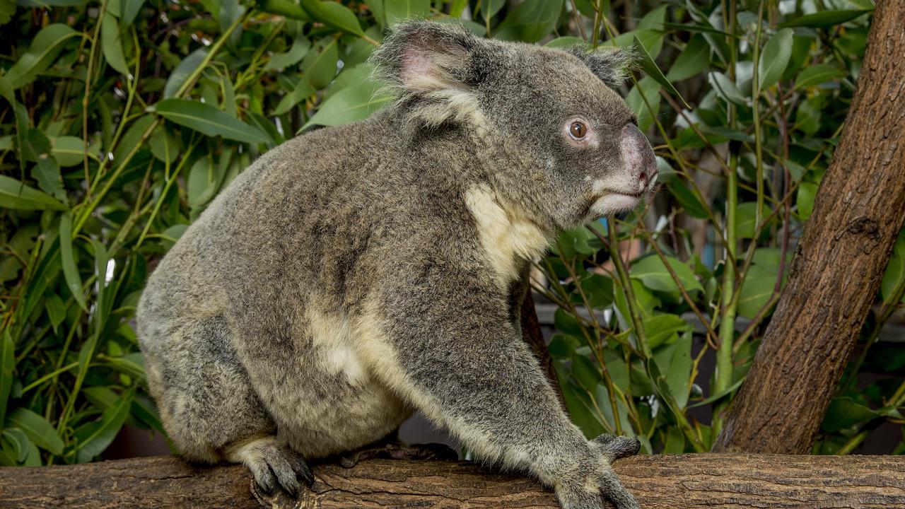 Dreamworld had long planned to build a koala research centre before gaining State government blessing to divert the money towards a new rollercoaster. Picture: Jerad Williams