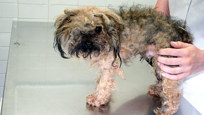 Oscar soon after his rescue from the puppy farm. Picture: Supplied