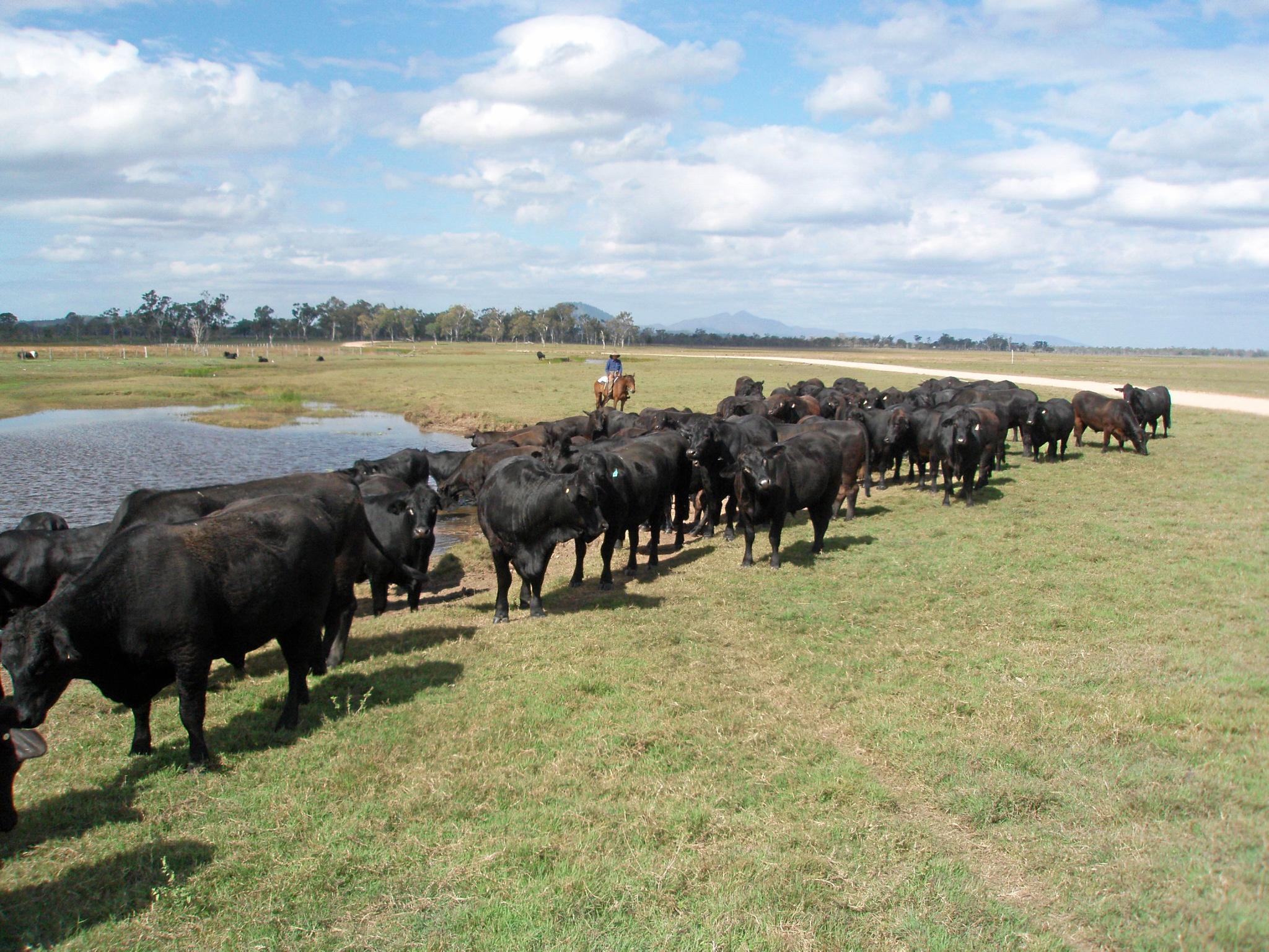 Moving the Brangus cattle to higher ground - which is the land the Defence Department is interested taking for the Shoalwater Bay expansion. Picture: contributed