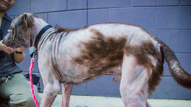 Kojak’s skin conditions were really bad. Picture: Animal Welfare League of Queensland.