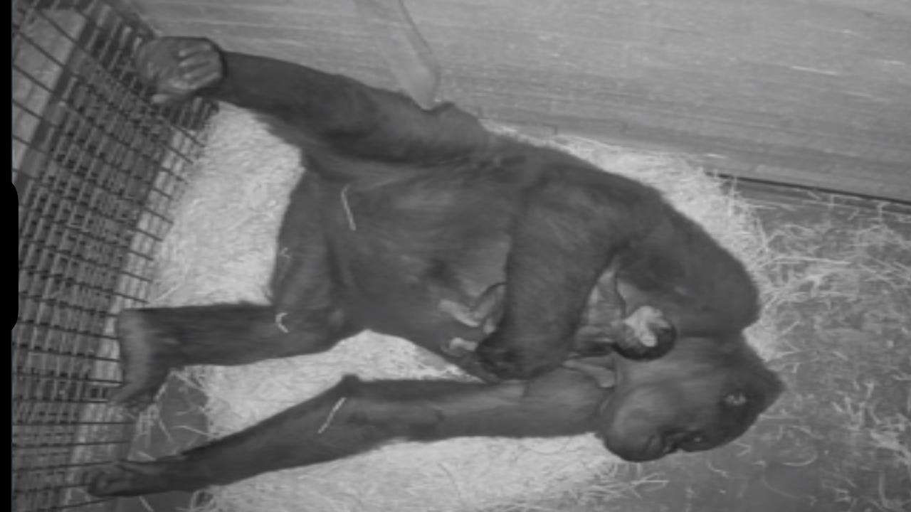 Park staff were able to monitor the safe arrival of the gorilla baby without intruding on their privacy thanks to a video link. Picture: Chad Staples