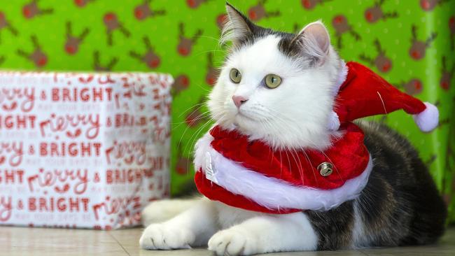 Cats can have photos with Santa at Cat Napping Suburban Retreat ...