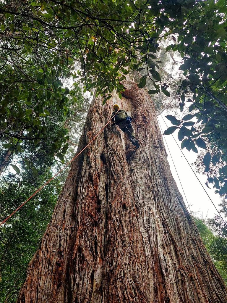 The Grove of Giants in the Huon Valley