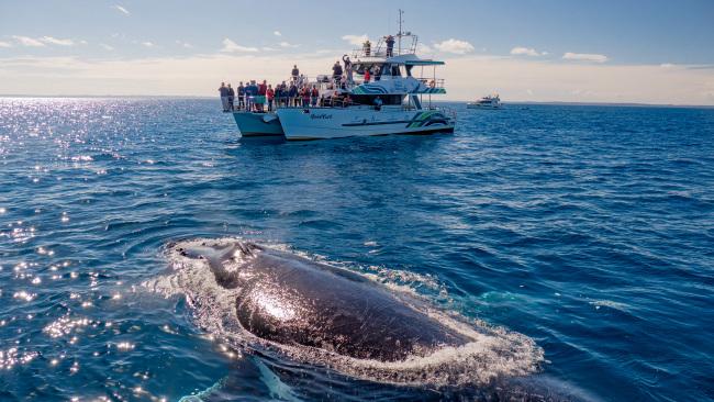 7. Hervey Bay, Queensland Whether its swimming, hiking and whale watching, or a trip to K’gari (Fraser Island) that you’re after, Hervey Bay is one of Australia's best kept-secrets.  Pictured here: Whale watching at Hervey Bay. Picture: Tourism and Events Queensland