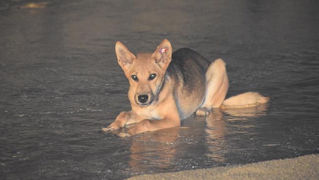 A dingo on K'gari.