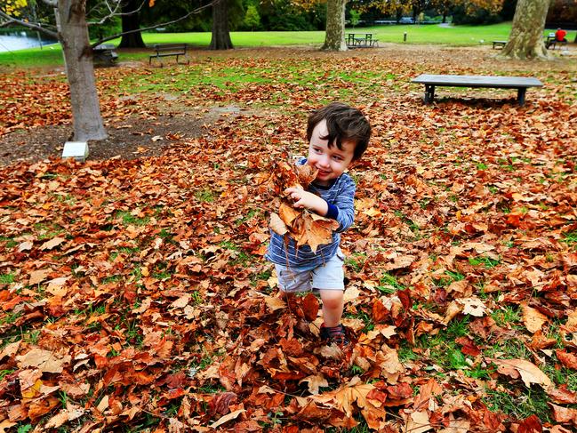 Warm autumn weather continues on into late May with temperatures still in the mid 20's. Luke O'Sullivan 2 plays in the autumn leaves at Centennial Park. Picture: Toby Zerna