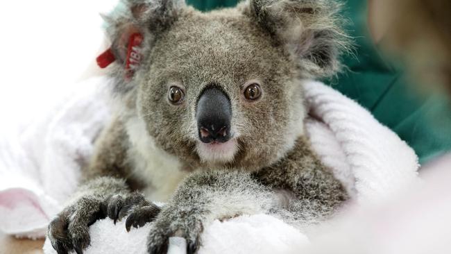 Ember the 18-month-old koala was treated for burns from the recent bushfires.