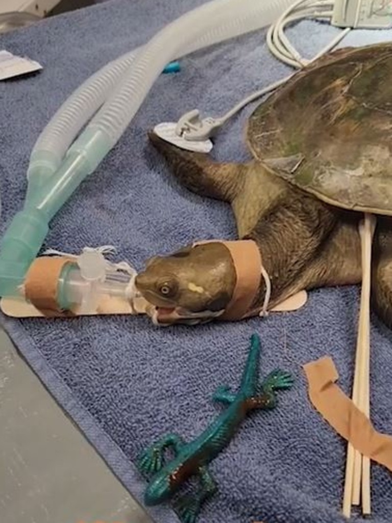 Terri the turtle with the silicon toy lizard once it had been removed by endoscopic surgery at the Small Animal Specialist Hospital. Picture: SASH Adelaide