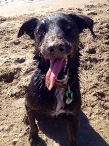 Kirra Pearce’s 11-year-old Border Collie X Jet loves his days out on the beach.