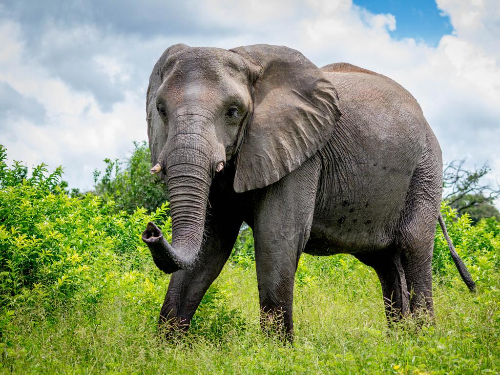 A suspected poacher has been killed by an elephant in South Africa.