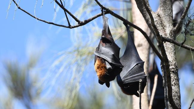 Deadly bat-borne virus found in popular Ipswich wildlife park